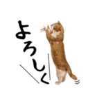 吾輩は靴下ねこである。（個別スタンプ：8）