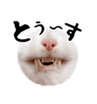 吾輩は靴下ねこである。（個別スタンプ：10）