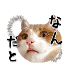 吾輩は靴下ねこである。（個別スタンプ：12）
