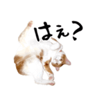 吾輩は靴下ねこである。（個別スタンプ：13）