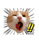 吾輩は靴下ねこである。（個別スタンプ：14）