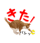 吾輩は靴下ねこである。（個別スタンプ：15）