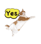 吾輩は靴下ねこである。（個別スタンプ：16）