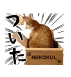 吾輩は靴下ねこである。（個別スタンプ：18）
