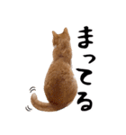 吾輩は靴下ねこである。（個別スタンプ：19）