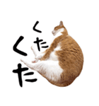吾輩は靴下ねこである。（個別スタンプ：20）