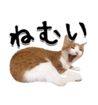 吾輩は靴下ねこである。（個別スタンプ：21）