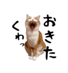 吾輩は靴下ねこである。（個別スタンプ：23）