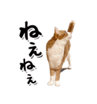 吾輩は靴下ねこである。（個別スタンプ：24）