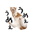 吾輩は靴下ねこである。（個別スタンプ：25）