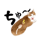 吾輩は靴下ねこである。（個別スタンプ：27）