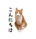 吾輩は靴下ねこである。（個別スタンプ：28）