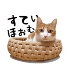 吾輩は靴下ねこである。（個別スタンプ：29）