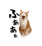吾輩は靴下ねこである。（個別スタンプ：31）