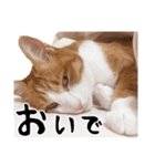 吾輩は靴下ねこである。（個別スタンプ：32）