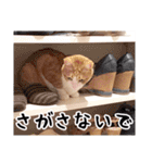 吾輩は靴下ねこである。（個別スタンプ：33）