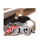 吾輩は靴下ねこである。（個別スタンプ：34）