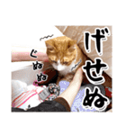 吾輩は靴下ねこである。（個別スタンプ：35）