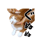吾輩は靴下ねこである。（個別スタンプ：37）