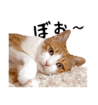 吾輩は靴下ねこである。（個別スタンプ：38）