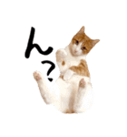 吾輩は靴下ねこである。（個別スタンプ：39）