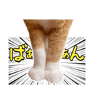吾輩は靴下ねこである。（個別スタンプ：40）