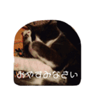 ぐれこさん（個別スタンプ：1）