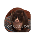 ぐれこさん（個別スタンプ：5）
