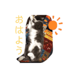 ぐれこさん（個別スタンプ：11）