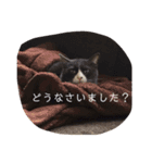 ぐれこさん（個別スタンプ：13）