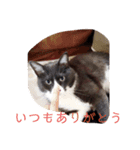 ぐれこさん（個別スタンプ：16）