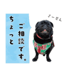 黒パグ源の敬語と日常使い（ほんわか編）（個別スタンプ：1）