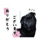 黒パグ源の敬語と日常使い（ほんわか編）（個別スタンプ：2）
