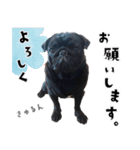 黒パグ源の敬語と日常使い（ほんわか編）（個別スタンプ：6）