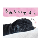 黒パグ源の敬語と日常使い（ほんわか編）（個別スタンプ：7）