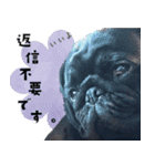 黒パグ源の敬語と日常使い（ほんわか編）（個別スタンプ：11）
