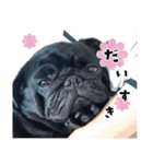 黒パグ源の敬語と日常使い（ほんわか編）（個別スタンプ：15）