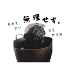 黒パグ源の敬語と日常使い（ほんわか編）（個別スタンプ：16）