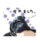 黒パグ源の敬語と日常使い（ほんわか編）（個別スタンプ：21）
