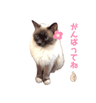 チェルミちゃん（個別スタンプ：14）