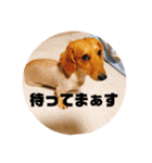 マロレモ③（個別スタンプ：3）