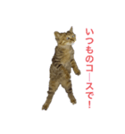 しまちゃん、二本足（個別スタンプ：8）