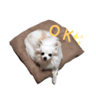 チワワのショコラくん2（個別スタンプ：1）