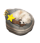 チワワのショコラくん2（個別スタンプ：4）
