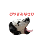 クッキーtanaka（個別スタンプ：6）