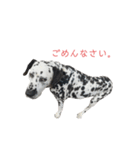 クッキーtanaka（個別スタンプ：9）