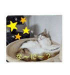 りんりんスタンプ4（個別スタンプ：1）