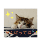 りんりんスタンプ4（個別スタンプ：4）