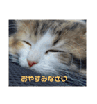 りんりんスタンプ4（個別スタンプ：9）