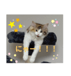 りんりんスタンプ4（個別スタンプ：11）